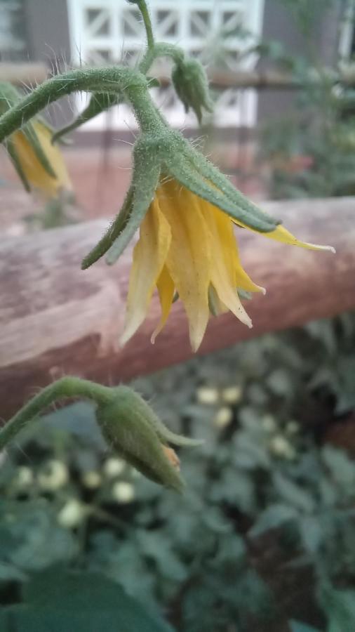 רונדו Urban Farm Haus Guesthouse מראה חיצוני תמונה