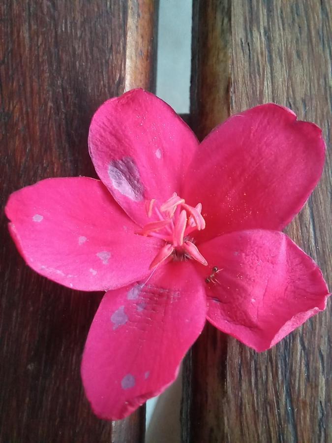 רונדו Urban Farm Haus Guesthouse מראה חיצוני תמונה