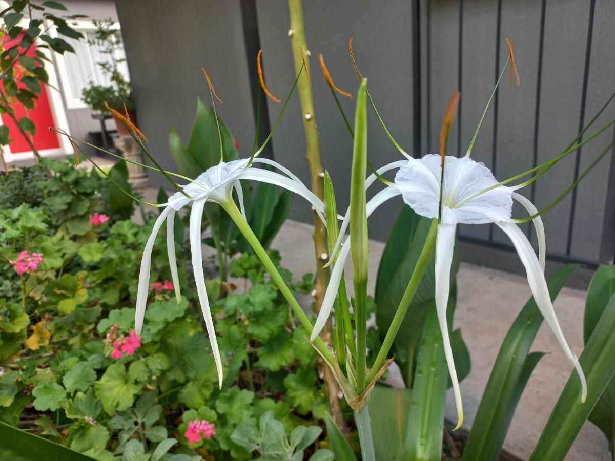 רונדו Urban Farm Haus Guesthouse מראה חיצוני תמונה