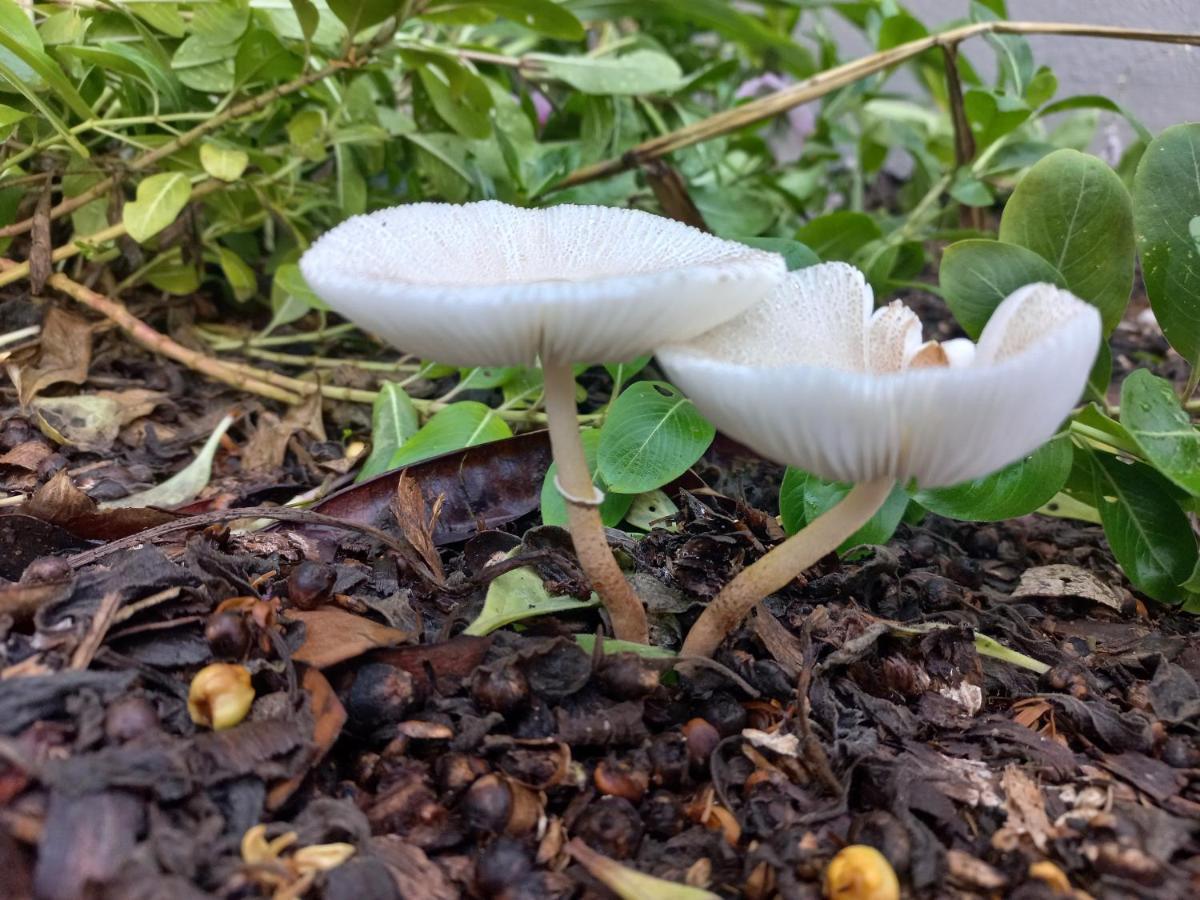 רונדו Urban Farm Haus Guesthouse מראה חיצוני תמונה
